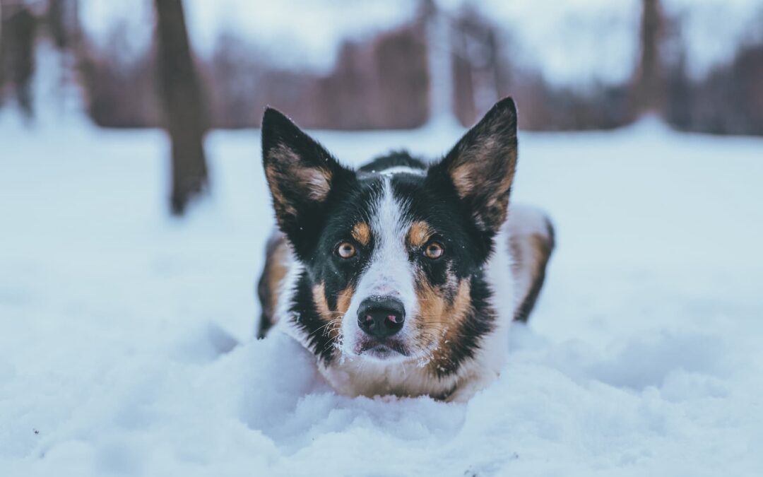 Cold Weather Pet Safety